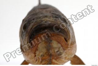 Common chub Squalius cephalus mouth 0004.jpg